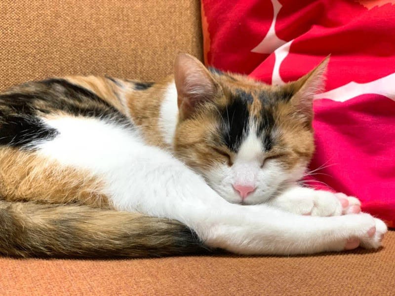 産後もあやこさんとの関係は変わらない(あやこさん提供)