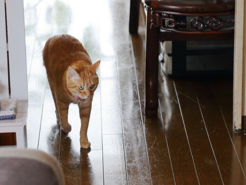 「おじいちゃんならすぐに戻るわ」廊下をのんびり歩くぐら