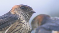 ツバメとの違いは何?コシアカツバメを見つけてみよう 岡山・吉備中央町