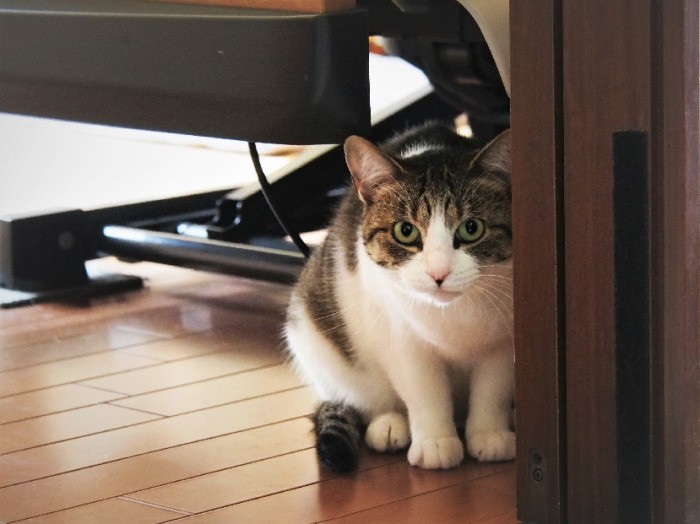 ワクチンや避妊手術を終え、少しずつ心を開くタマ