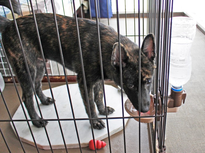 フェンスに設置できる給水器なら犬がこぼす心配がない