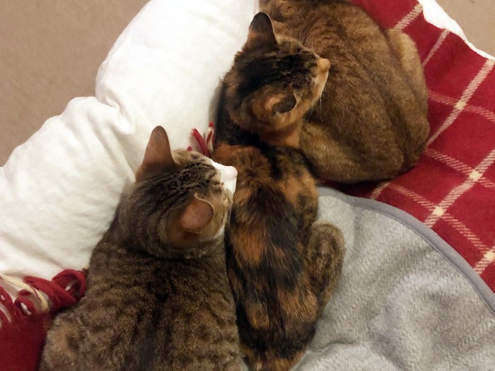 くま婆を挟む②