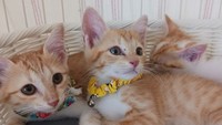 「野良猫を愛され猫に」手術費用など集めるクラウドファンディング型ふるさと納税を実施 香川県三豊市