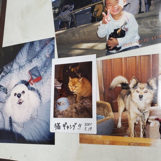 左は慎也さんの実家にいた犬のルッシー、真ん中の猫は事務所で可愛がった外猫アカ。右は美奈子さんの実家のチャーリー。上はモルモットを抱く幼い日の諒大君(慎也さん提供)