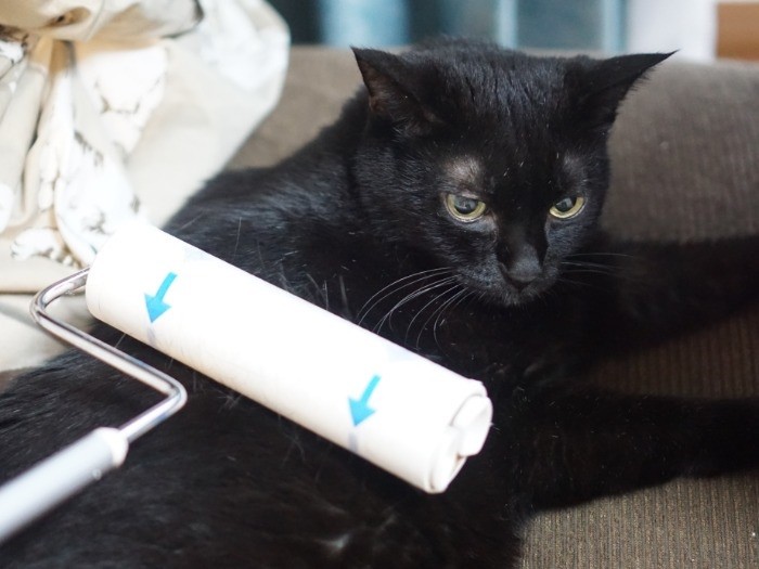 シーツをコロコロ ついでにイヌオのフケや毛も…