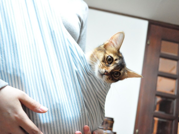 アンチョビちゃん5カ月、常に抱っこをせがむ甘えん坊なのでスリングに入れることに(由加さん提供)