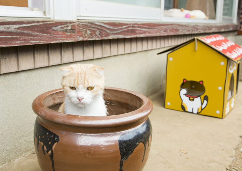 しろちゃとらさん役:ゆず (C)2017 Hit-Point/『映画ねこあつめ』製作委員会