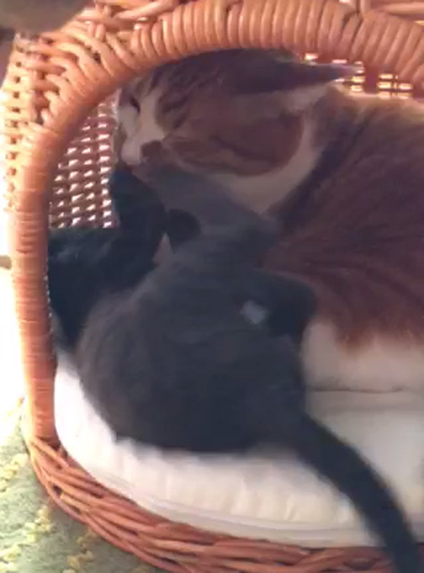 龍のけりにたえる虎千代