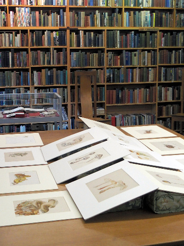 ビアトリクスはキノコを研究していた時期があり、詳細なスケッチを多数残した=アーミット・ライブラリー