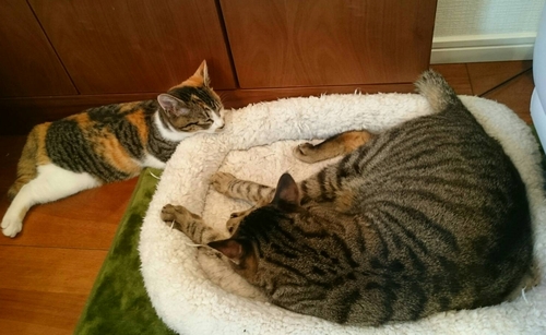 銀の側にいたい「小夏」