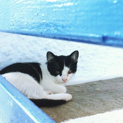 島の頂上のレストラン付近にて(スコぺロス島)