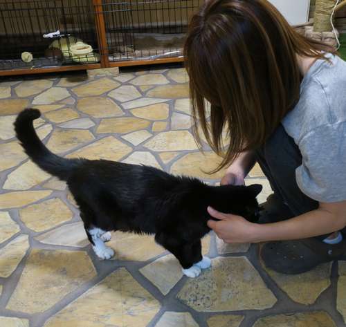 高橋さんに甘えるてっちゃん。亡きトラも高橋さんがずっと面倒を見てきた。最近老化で目がよく見えないてっちゃんも、高橋さんは気配で分かる