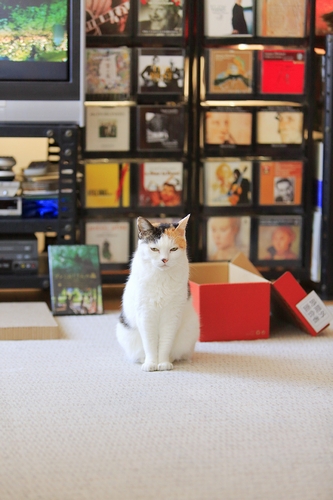 映画好きの「すみこ」(16歳) 祥伝社/ケニア・ドイ