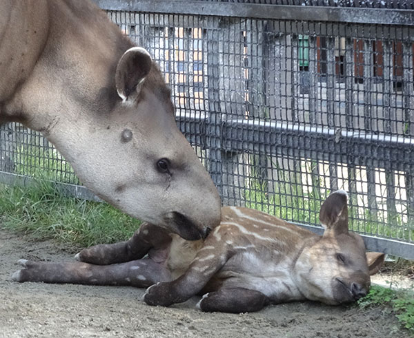 ブラジルバクのミノリ(左)とナット=京都市動物園提供