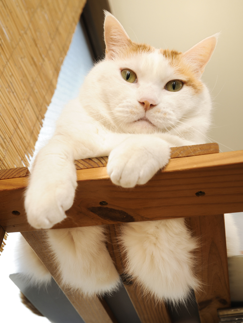 辰巳出版「読むだけでやせる!デブねこ格言」