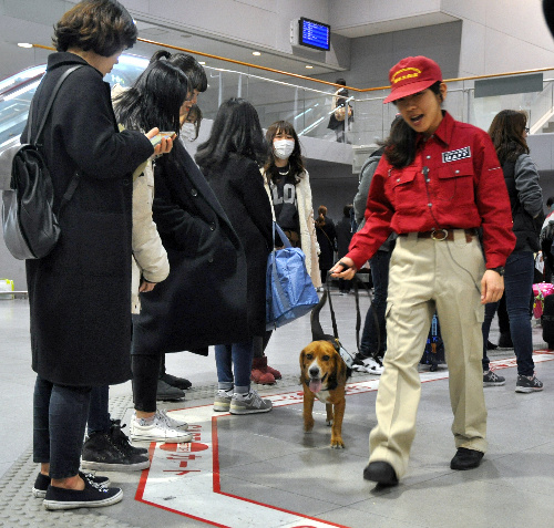 ターンテーブルの周りを歩くセシル。ビーグル犬は旅客への威圧感もない=関西空港