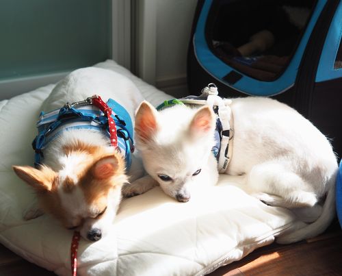 夫妻をいやした2匹の昼寝姿