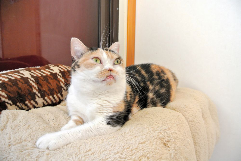 保護猫カフェ「CATS&DOGS CAFE」で暮らす立ち耳のスコティッシュフォールド、ファビ子(メス、6歳)