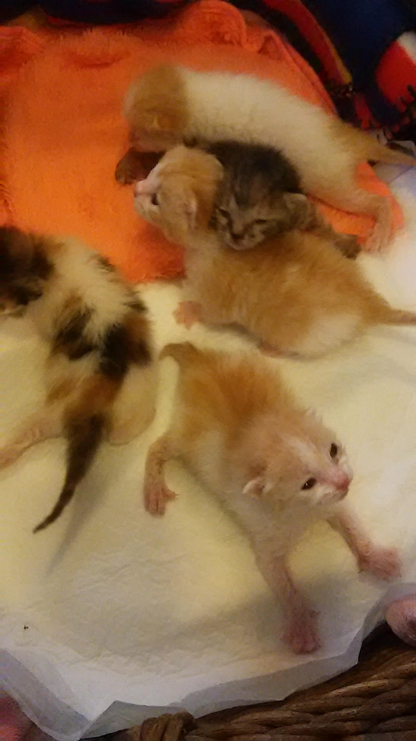 こんなに小さかった子猫たち=光文社提供