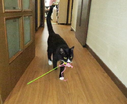 廊下で遊ぶのが好き(すごいスピードで走っちゃう)