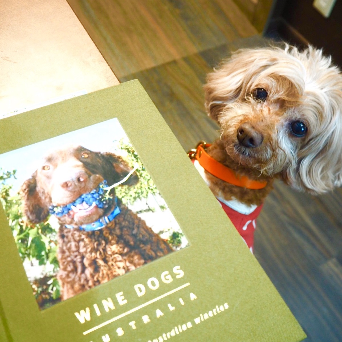 オーストラリアのワイナリードッグ写真集。「ねぇねぇオカン、この子ブドウ食べてるワン!」
