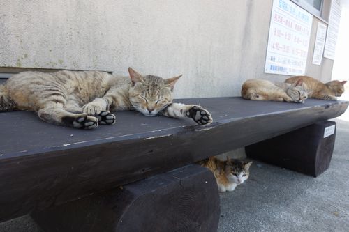 港のベンチでまどろむ猫たち