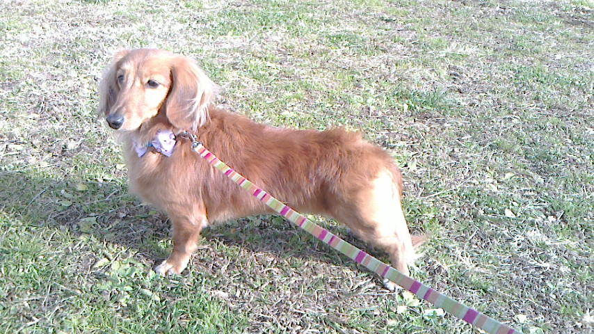 散歩中のレイニー