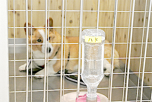 ミグノンに保護されている犬