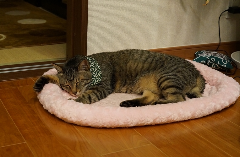 お気にいりのマットの上で