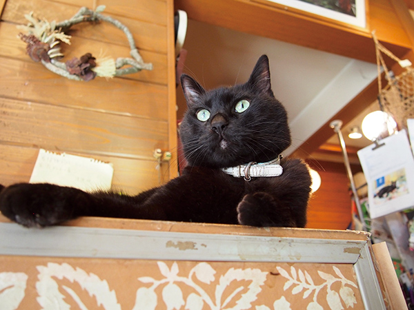 メイが好きだった冷蔵庫の上がネロもお気に入り