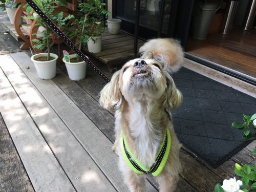 散歩でおやつ、上機嫌