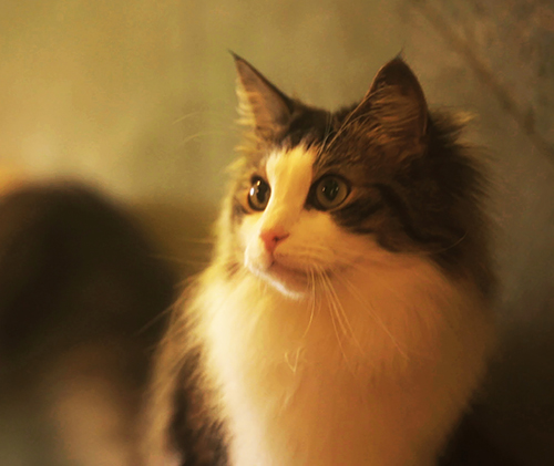 「猫とコワモテ2」に登場するフィガロ(c)BSジャパン