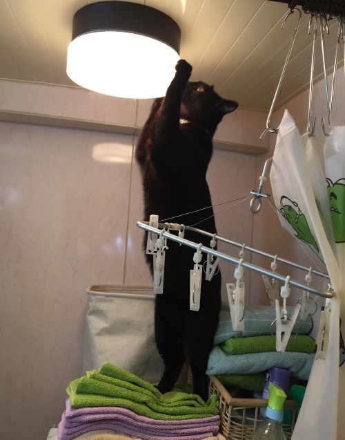 「電球替えとくよー」 洗ったばかりのタオルを踏み台にしてます