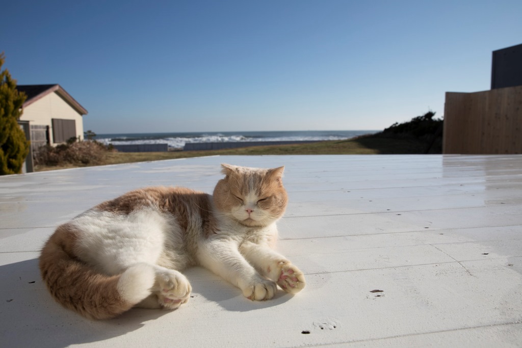 海の側でくつろぐシナモン(C)KADOKAWA/五十嵐健太