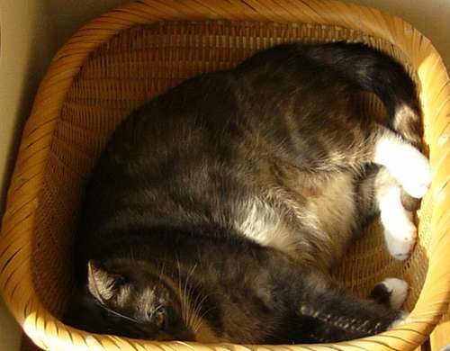 4歳のころのモル。すでに関取級の体格=おかみさん提供