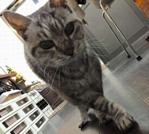 在りし日のトラ