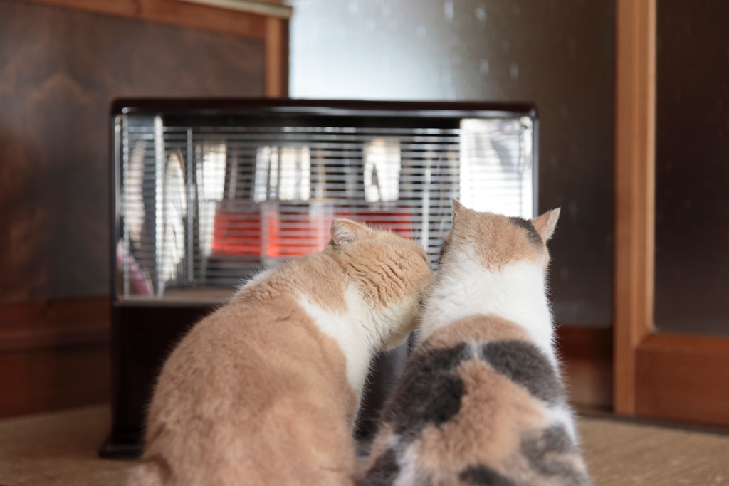 ストーブにあたるシナモンとドロップ(C)KADOKAWA/五十嵐健太