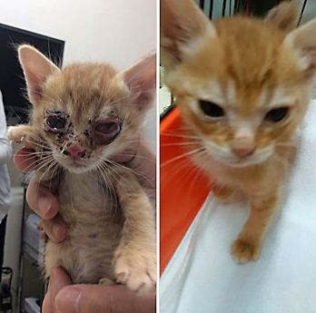 風邪をひいて目の周りがただれていた子猫はもらわれて行ってきれいな顔に