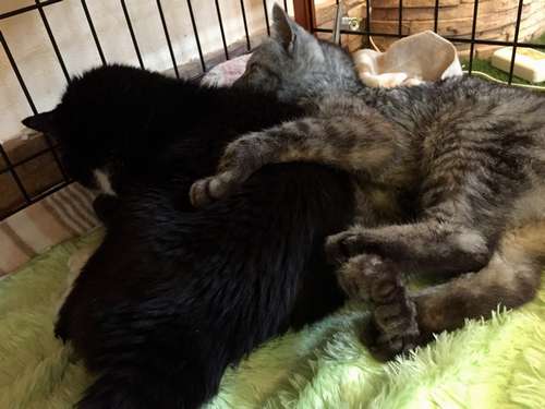 ぴったり体を寄せて眠るてつ(左)とトラ