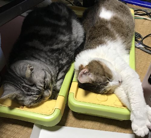 今はルビーがミャーのケアをする