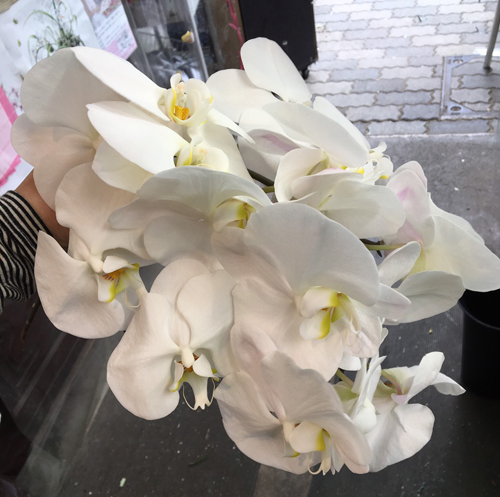 ヒロシのために仕入れた胡蝶蘭の花