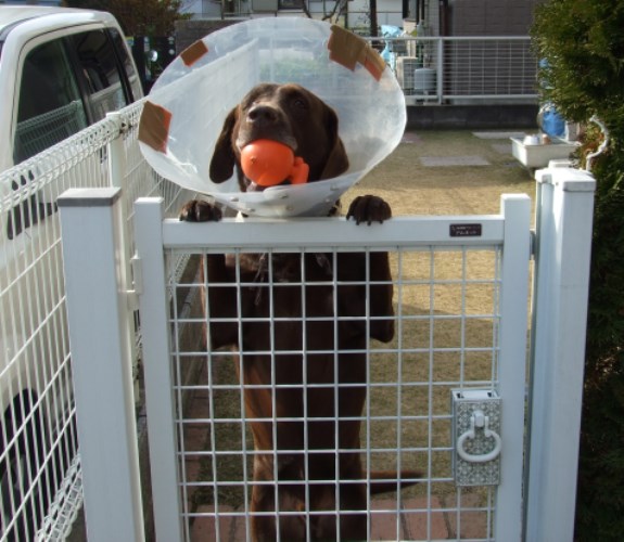 目の手術後、カラーをつけて庭裏で。遊びは全開