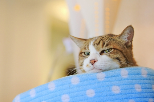 お肉好きの「コムタン」(18歳)祥伝社/ケニア・ドイ