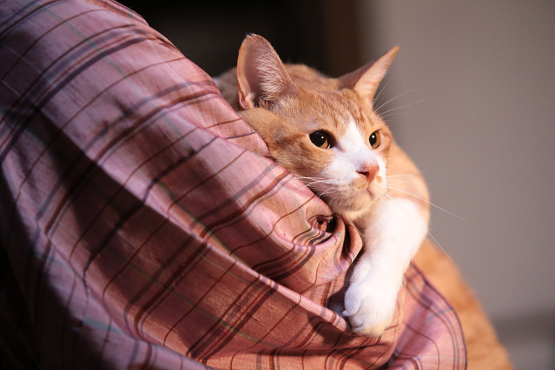 (C)「猫忍」製作委員会