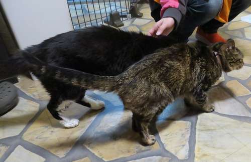 てっちゃん(左)とビーちゃん=東京ペットホーム