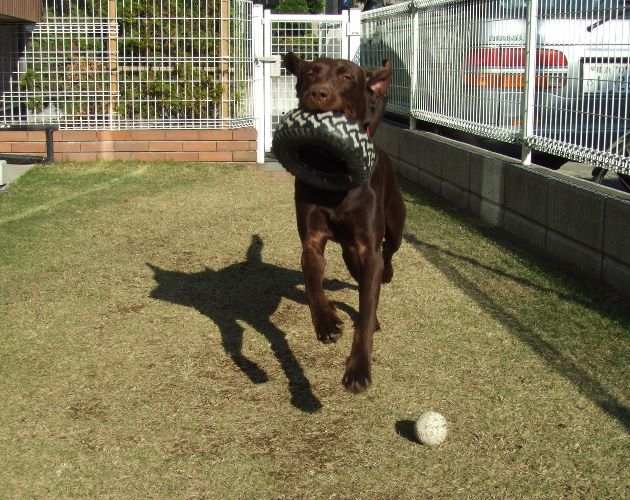 いつだって明るいラブ