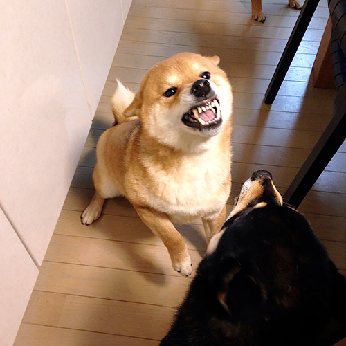 そら「たまには怒るもん」