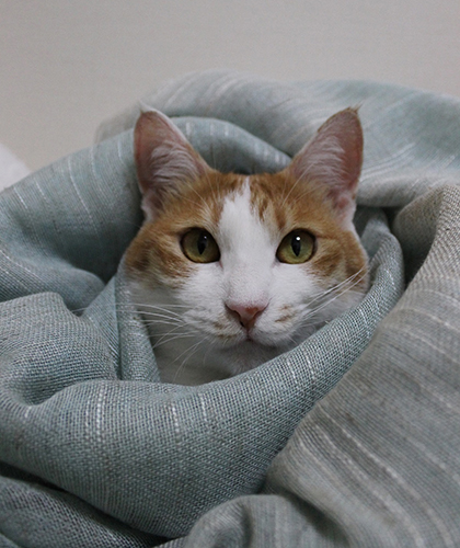 お目目ぱっちりな数年前の写真です