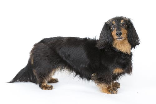 ミニチュア・ダックスフンド 人気犬種図鑑より (撮影 布川航太)