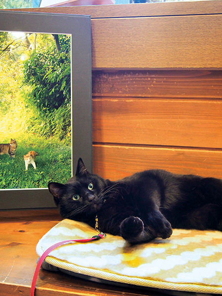 ギャラリーも兼ねた店内では、猫写真展なども開かれる
